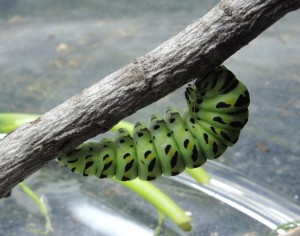 Caterpillar properly strung up--photo copyright Anne Underwood Enslow