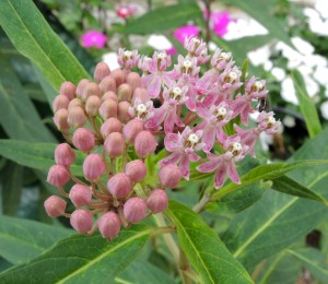 Milkweed in bloom--photo copyright Anne Underwood Enslow