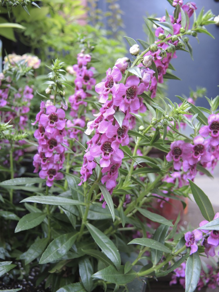 Angelonia--photo copyright Anne Underwood Enslow