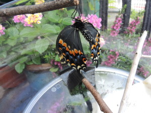 Dilbert-s wings drying--photo copyright Anne Underwood Enslow