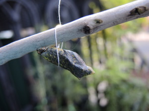 Dilbert's chrysalis--photo copyright Anne Underwood Enslow