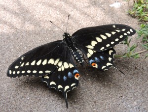 Male black swallowtail (Pilly 3)--photo copyright Anne Underwood Enslow