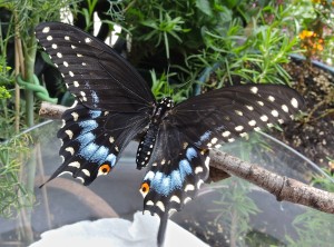 Female black swallowtail--photo copyright Anne Underwood Enslow