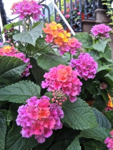 Lantana--photo copyright Anne Underwood Enslow