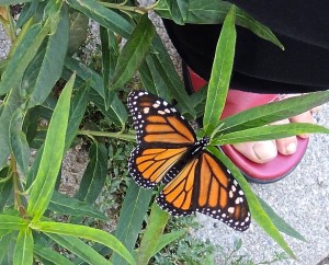 Monarch on my milkweed--photo copyright Anne Underwood Enslow