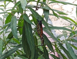 Monarch on my milkweed--photo copyright Anne Underwood Enslow