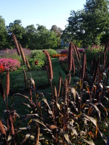 Cattails at Mohonk--photo copyright Anne Underwood Enslow