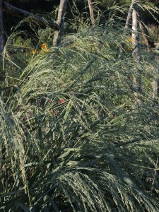 Grasses at Mohonk--photo copyright Anne Underwood Enslow