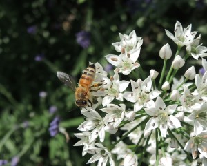 Honeybee on garlic chives--photo copyright Anne Underwood Enslow