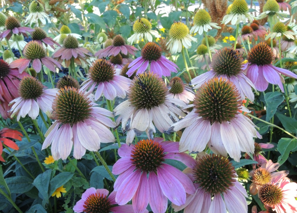 Cone flowers at Mohonk--photo copyright Anne Underwood Enslow