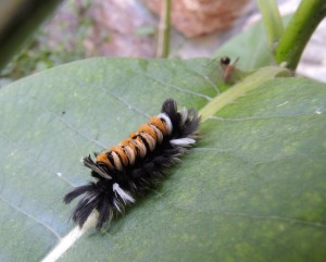 Milkweed tussock moth caterpillar--photo copyright Anne Underwood Enslow