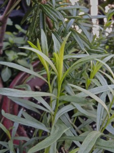 Tarragon--photo copyright Anne Underwood Enslow