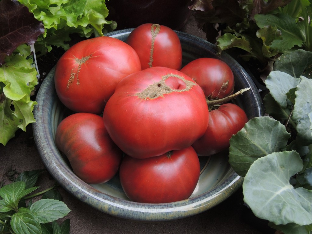 Anne's tomatoes--photo copyright Anne Underwood Enslow