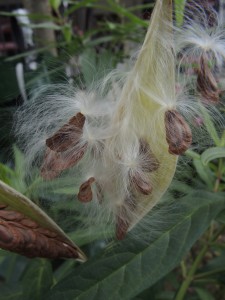 Milkweed seed pods--photo copyright Anne Underwood Enslow