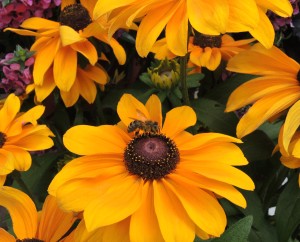 Gloriosa diasies with bee--photo copyright Anne Underwood Enslow