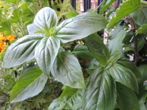 Basil flourishing again--photo copyright Anne Underwood Enslow