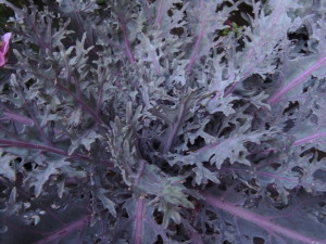 Red Russian kale--photo copyright Anne Underwood Enslow