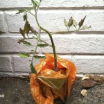 Cherokee Purple seedling--photo copyright Anne Underwood Enslow