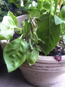 Basil with downy mildew--photo copyright Anne Underwood Enslow