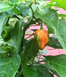 Habaneros--photo copyright Anne Underwood Enslow