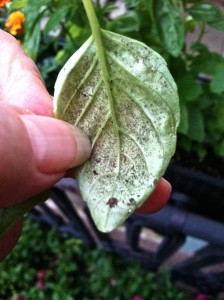 Downy mildew--photo copyright Anne Underwood Enslow