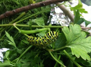 Black swallowtail caterpillar on parsley--photo copyright Anne Underwood Enslow