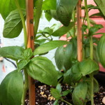 Basil with chopsticks--photo copyright Anne Underwood Enslow