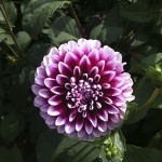 Dahlia at Mohonk--photo copyright Anne Underwood Enslow