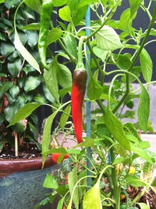 Cayenne pepper--photo copyright Anne Underwood Enslow