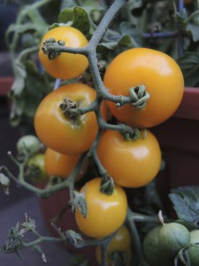 Yellow tomatoes--photo copyright Anne Underwood Enslow