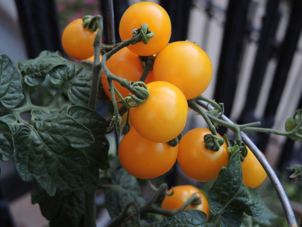 Yellow tomatoes--photo copyright Anne Underwood Enslow