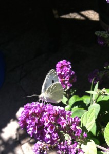 Cabbage white butterfly--photo copyright Anne Underwood Enslow