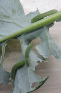 Cabbage white caterpillars--photo copyright Anne Underwood Enslow