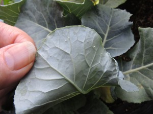 Cabbage white eggs--photo copyright Anne Underwood Enslow