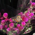 Monarch on gomphrenas--photo copyright Anne Underwood Enslow