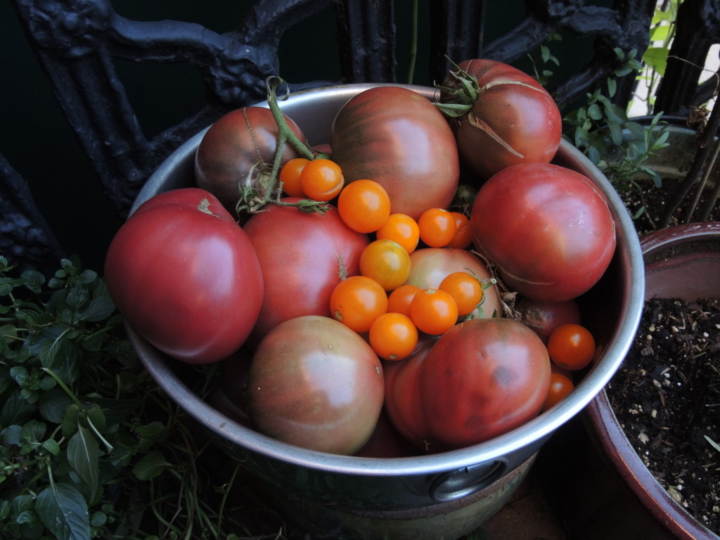 Late-season tomatoes--photo copyright Anne Underwood Enslow