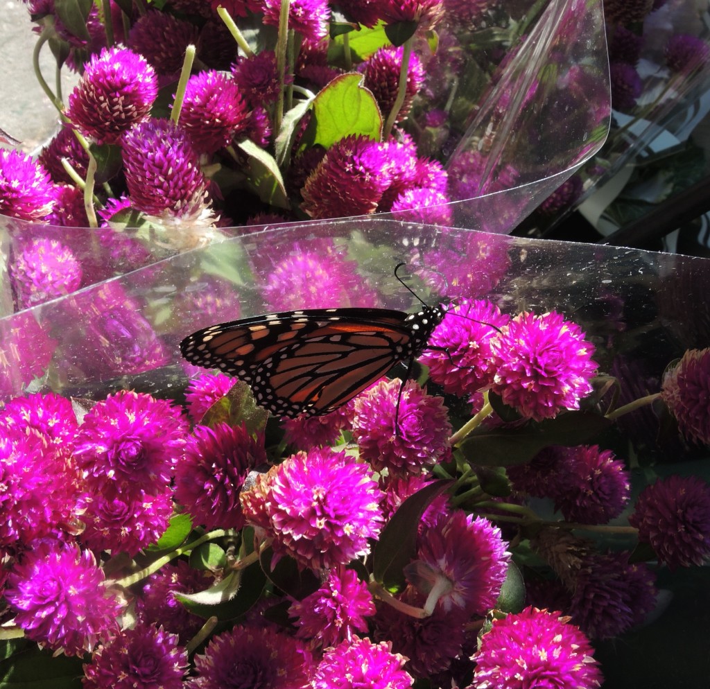 Monarch on gomphrenas--photo copyright Anne Underwood Enslow