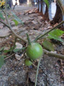 Sidewalk tomatoes--photo copyright Anne Underwood Enslow